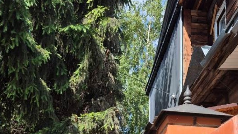 Из маленькой елочки выросла настоящая проблема - тень покрывает половину участка