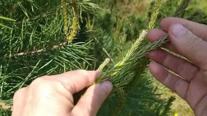 Правильное прищипывание молодых побегов сосны - основа компактного роста