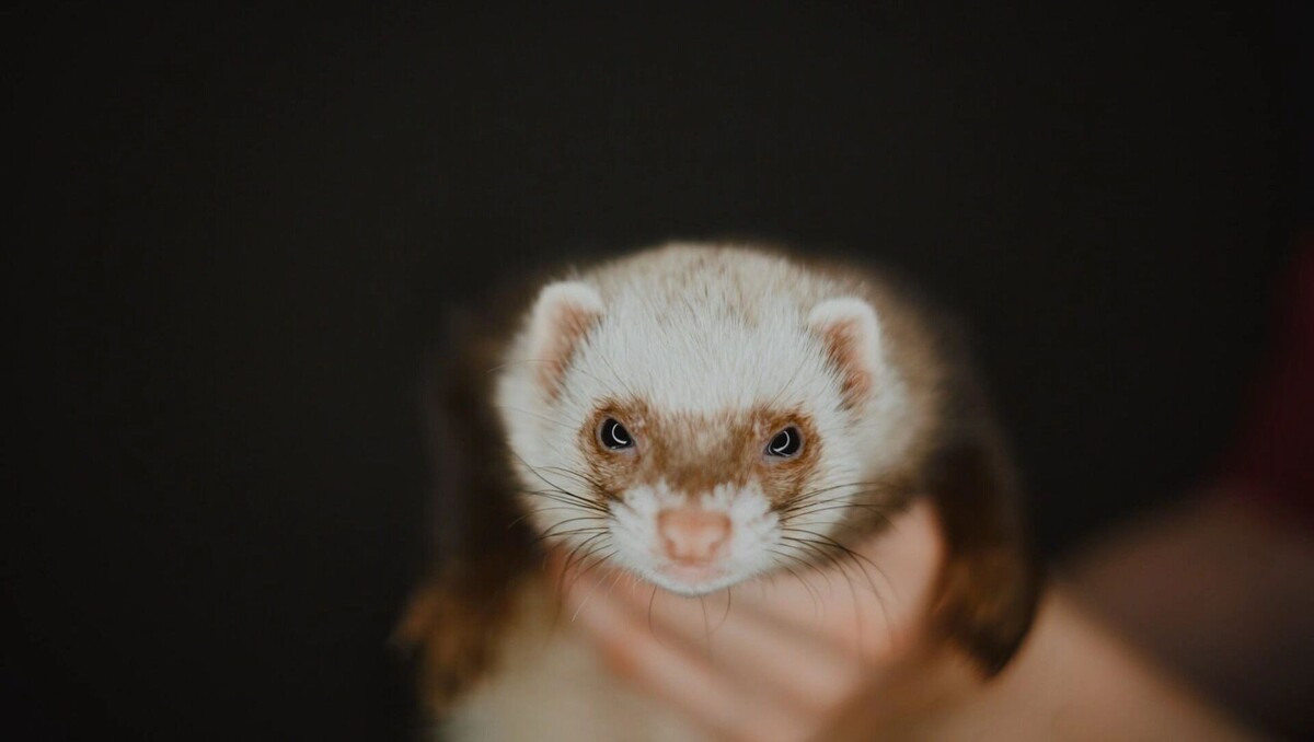     Источник: предоставлено организаторам