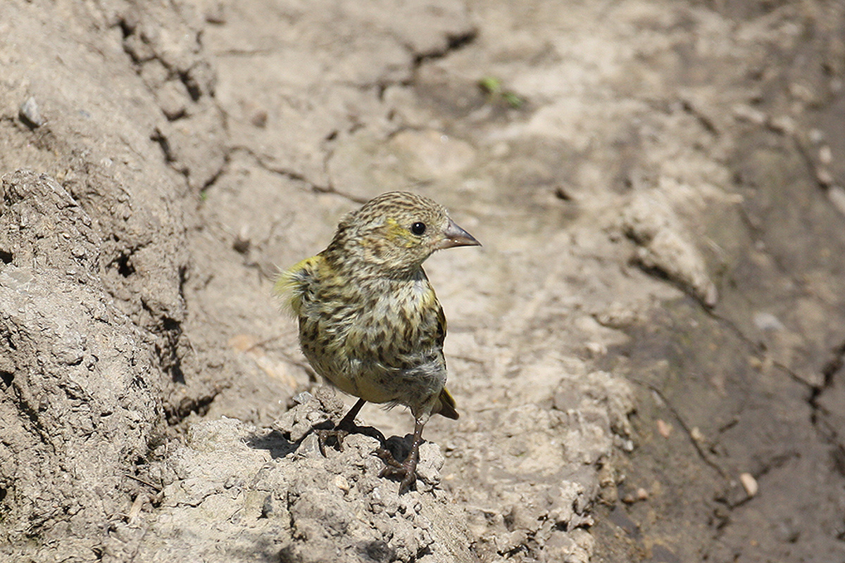 Фото с сайта: https://www.sibirds.ru/v2photo.php?l=&s=058800201&n=1&t=590&p=6&sortby=1&sor=desc&saut=all&si=sib