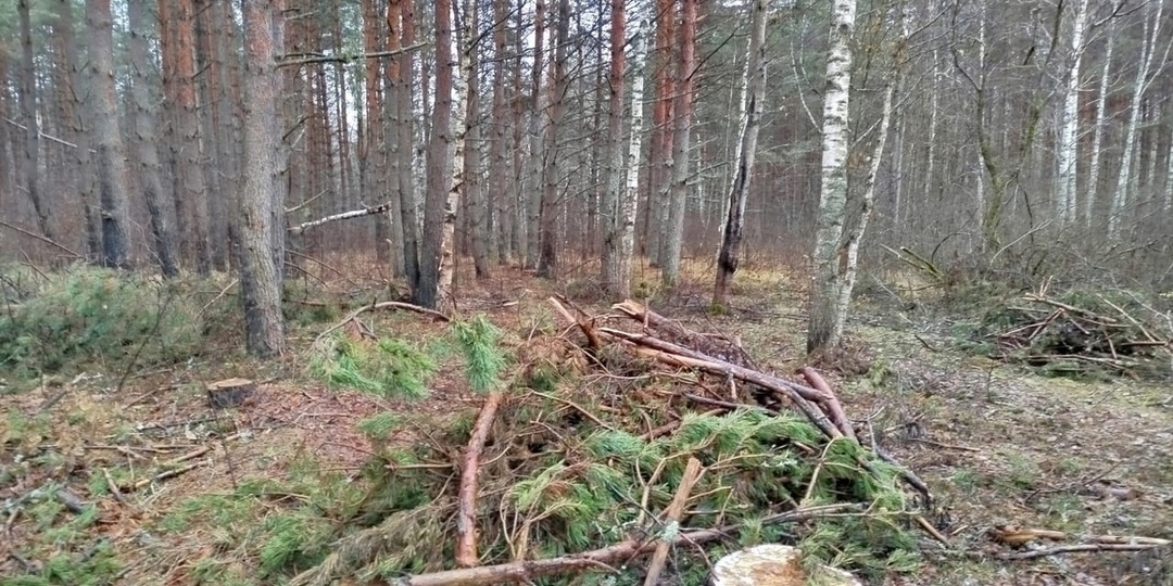 Прокуратура наказала лесорубов во Владимирской области