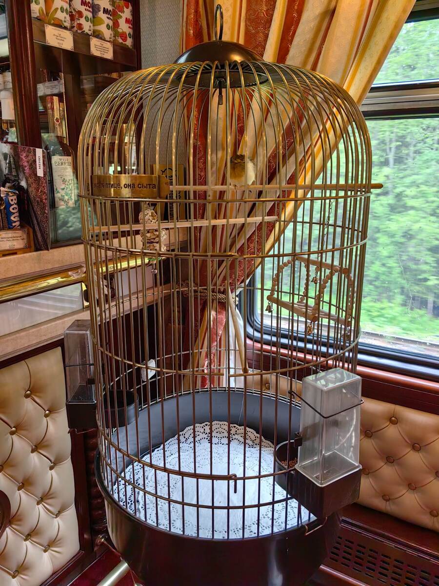 Птичка в золотой клетке 