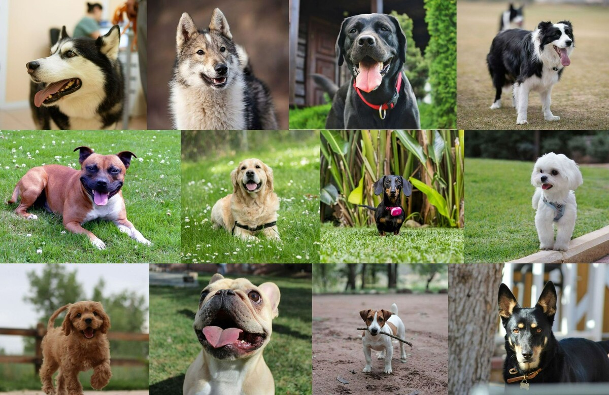    Вот все эти беглецы в том же порядке. Источники изображений: petstory.ru, honey.nine.com.au