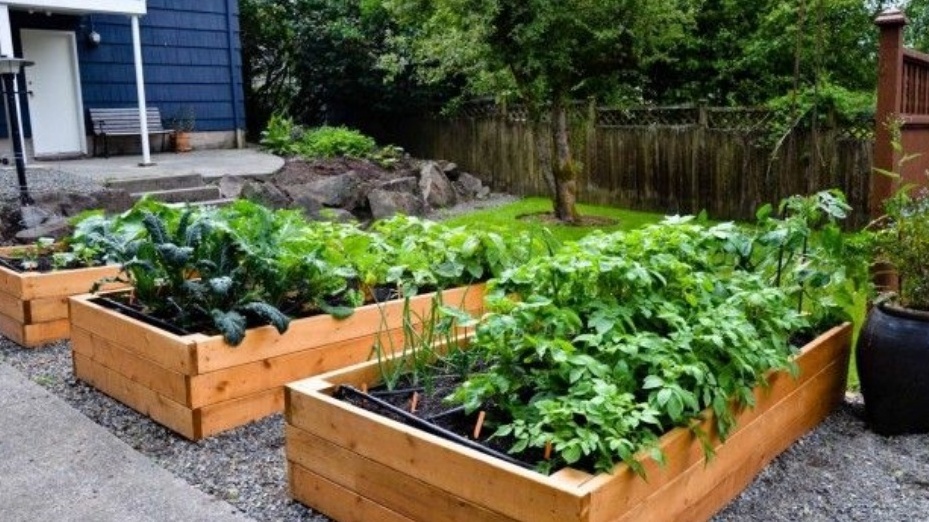 Высокие грядки дают урожай в первый сезон, но стоят недешево