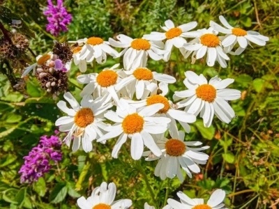     Был үләндәр бауырҙы таҙарта