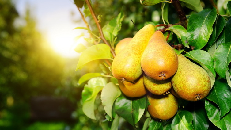 Вот так выглядят правильно подобранные совместимые сорта - урожай гнет ветки