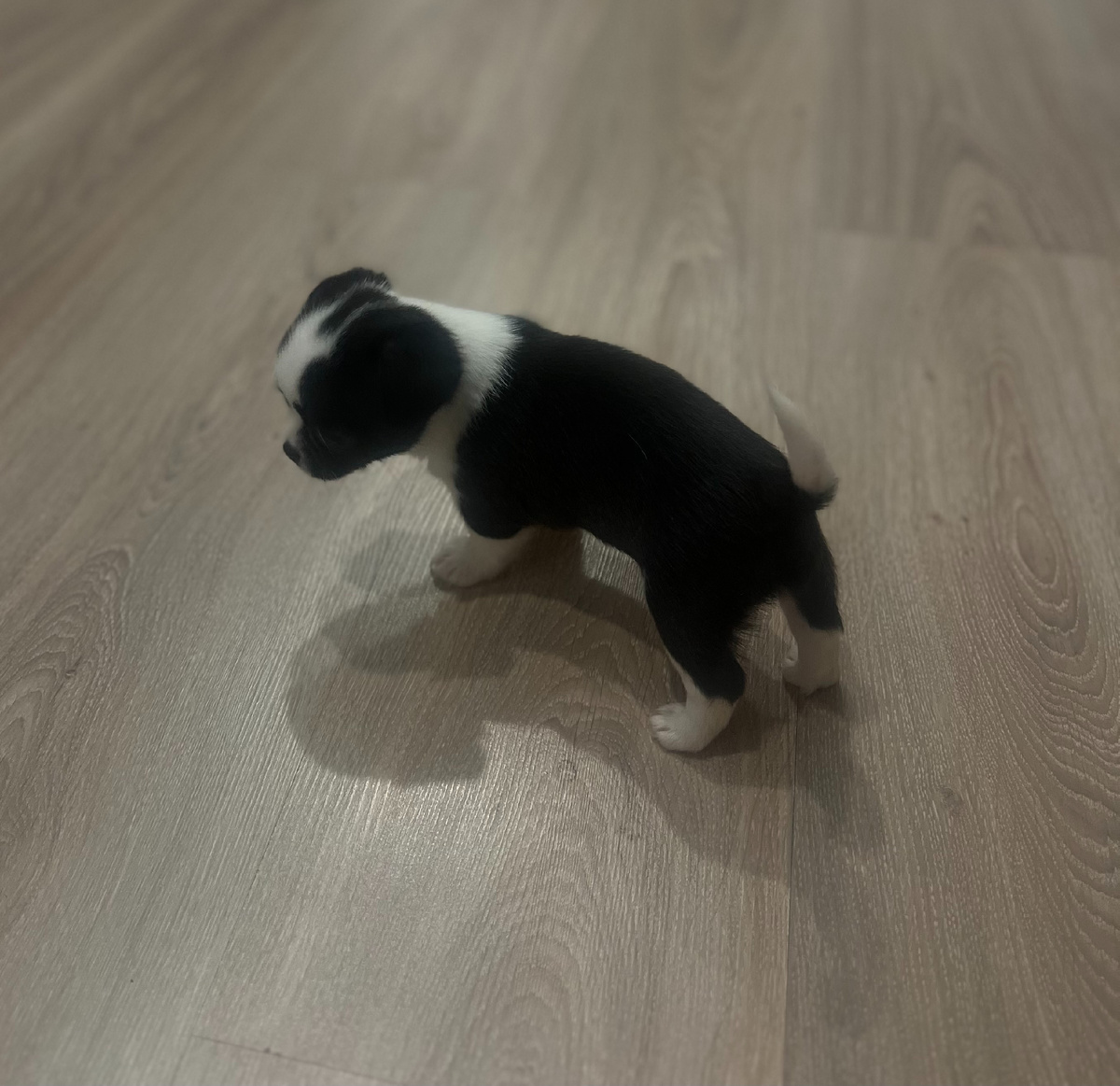 Встреча со своим новым домом.