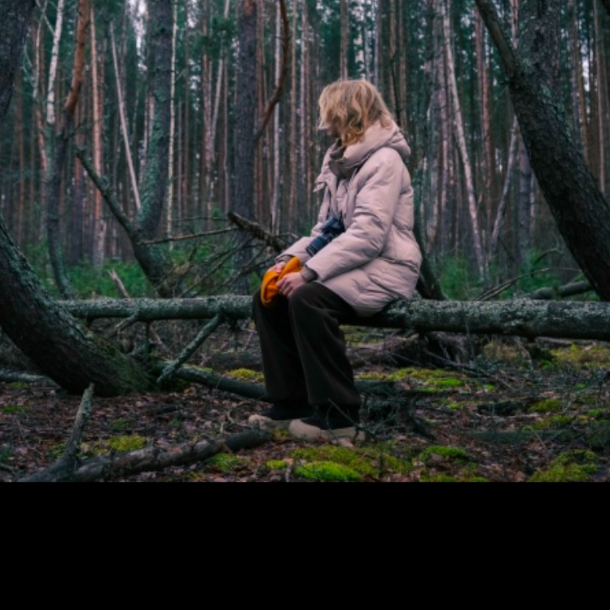 Дзен, как лес...