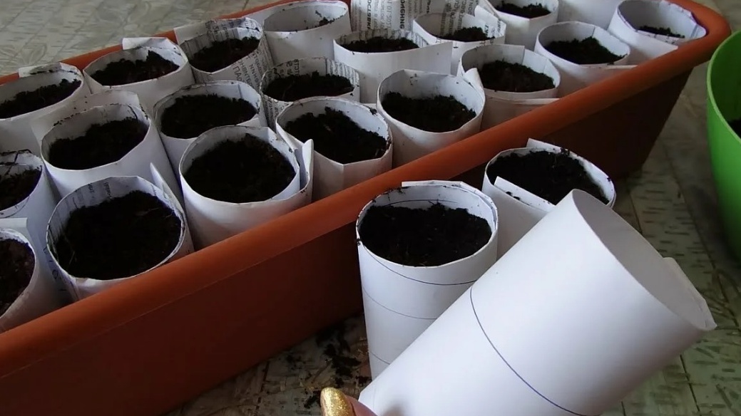 Самодельные стаканчики для рассады