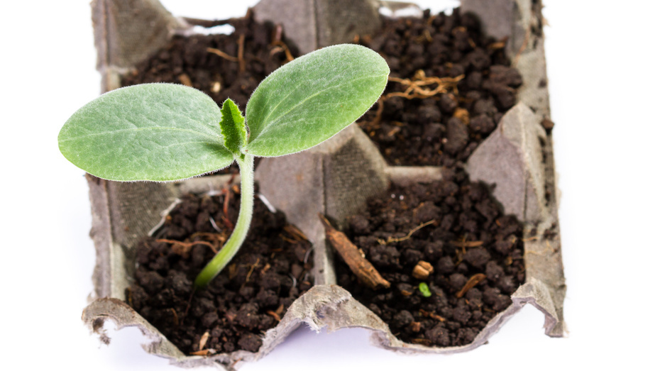 Яичные лотки стали самым неожиданным хитом этого сезона