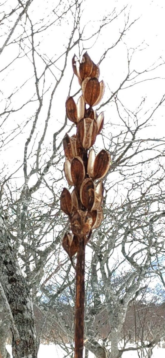 Семенные коробочки краснокнижной лилии Глена