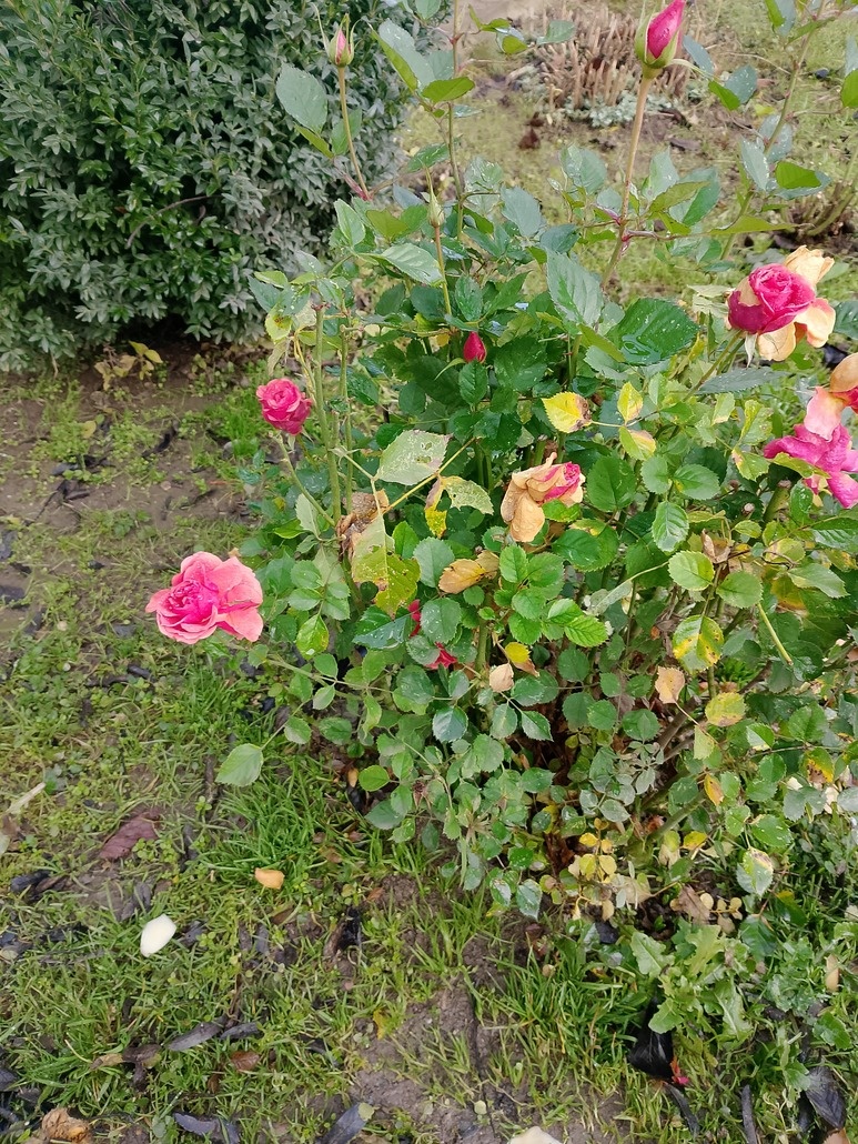 Розовые розы