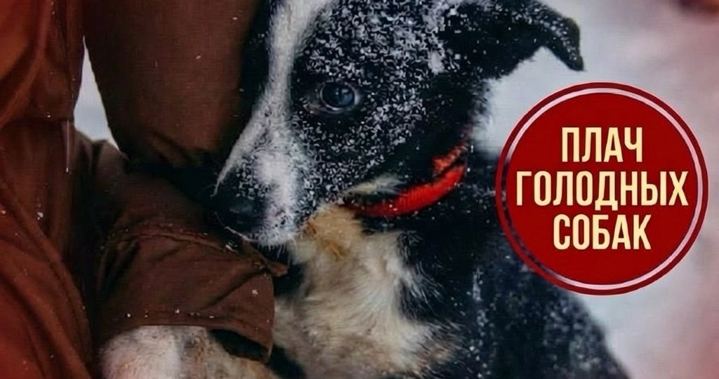 В воскресный день плач голодных собак в вольерах!