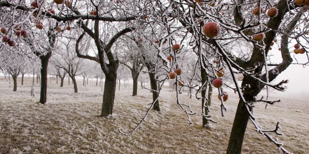 Почему зимой вымерзают яблони
