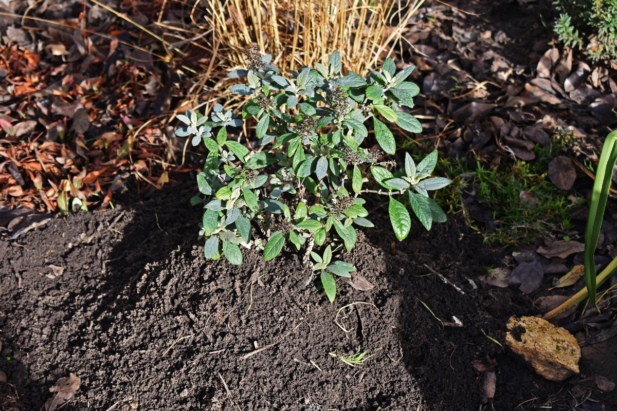 Окученная карликовая буддлея. Засыпана по зеленые листья. Укладываться на зиму она не спешит.