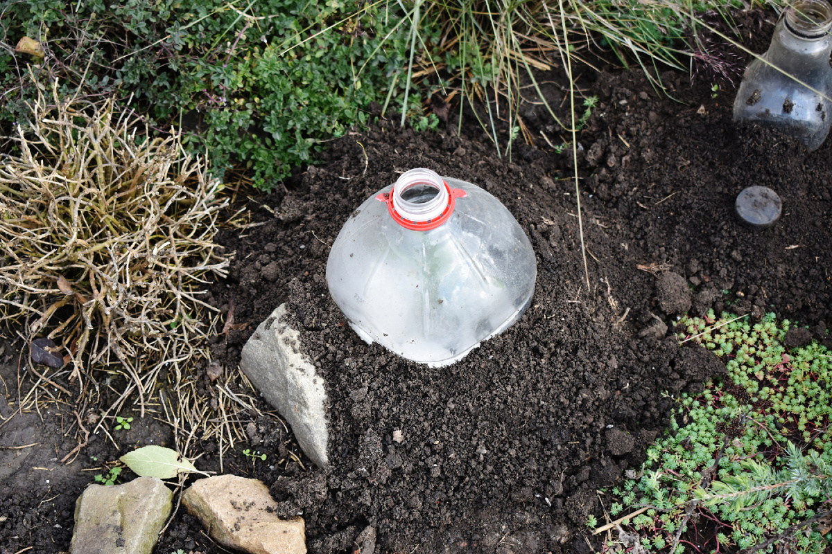 Агапантус укрыт бутылкой. Листья у него еще абсолютно зеленые. 