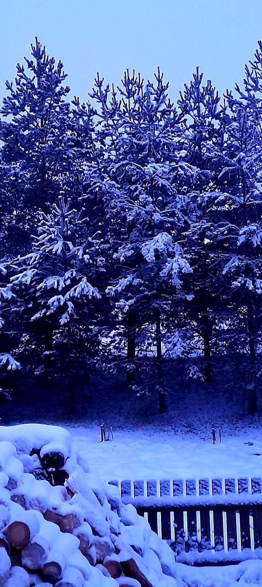 Наши сосны вдоль дороги...