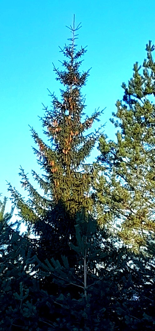 Молодые шишечки!