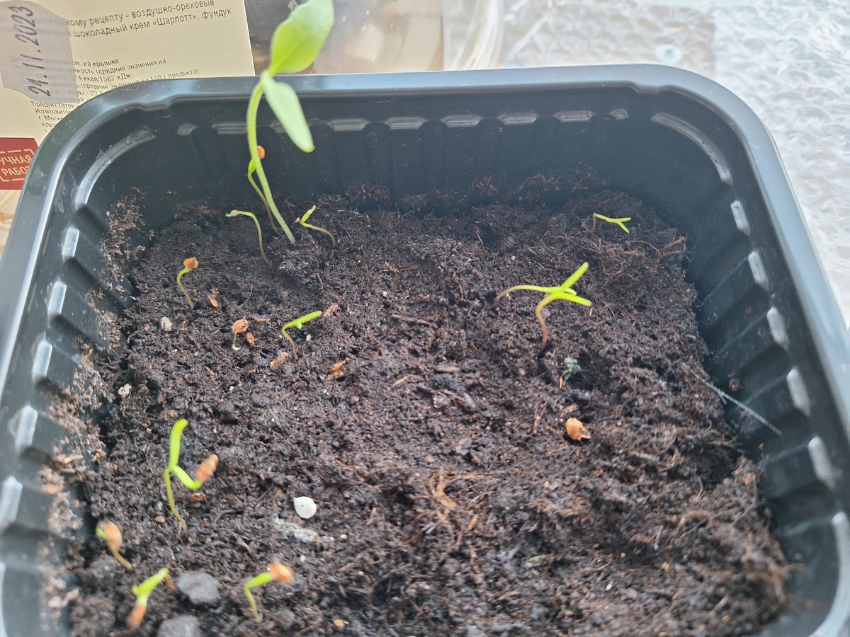    В процессе роста стало понятно, что это за великан, каким-то образом попали семена перца