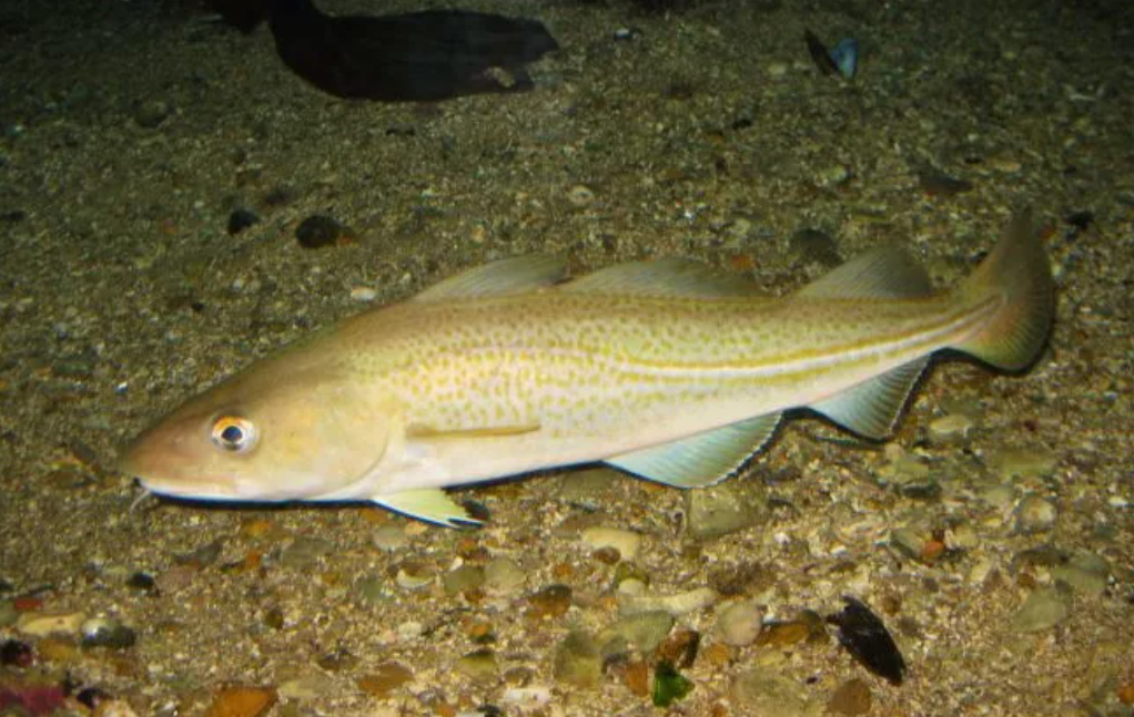 ����������� ������