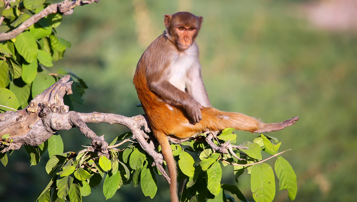      Фото: Don Mammoser/Shutterstock/FOTODOM Самые умные — конечно, человекообразные обезьяны. Прежде всего гориллы и шимпанзе
