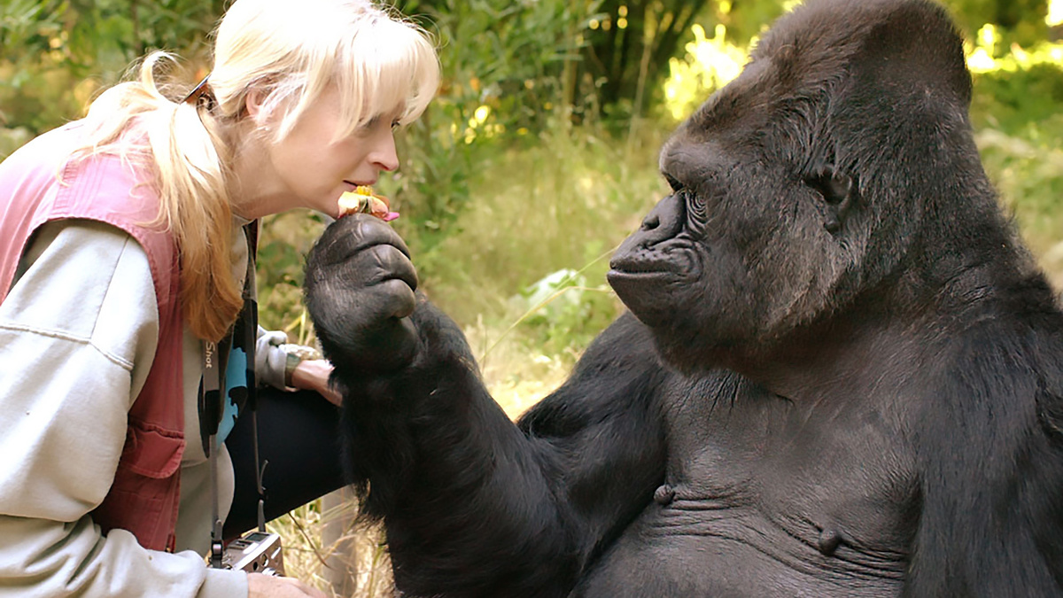      Фото: AFP/East News Коко демонстрировала неожиданные для животного мира черты: чувство юмора и абстрактное мышление. Она могла назвать себя «хорошей птичкой», пошутив о своей способности летать, а затем объяснить, что это была шутка
