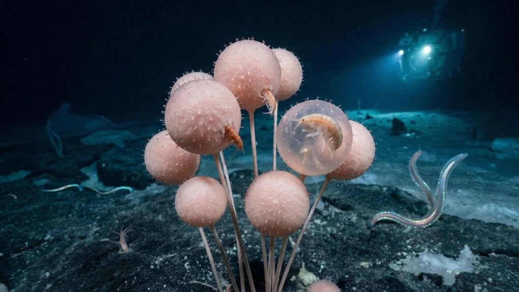    Коллаж "Царьграда"