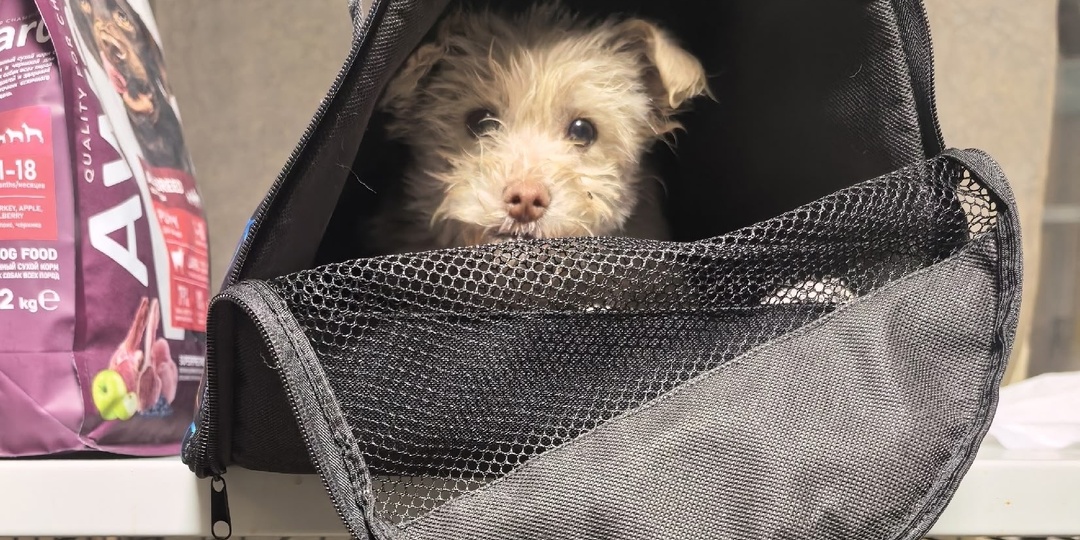 Собака в гараже и ее белый щенок