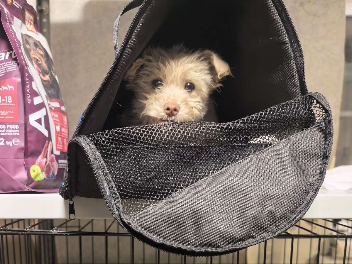 Глаза пуговки. Фото из архива автора