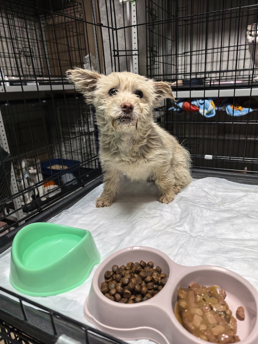 А чумазая... Фото из архива автора