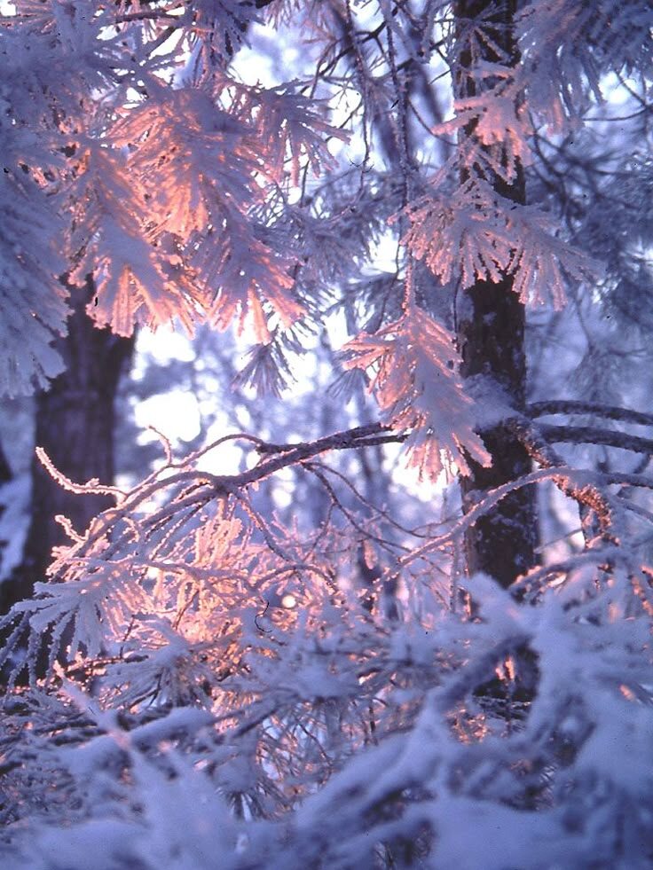 Картинка найдена на просторах интернета, ссылка https://yandex.ru/images/search?from=tabbar&img_url=https%3A%2Fi%2F.pinimg.com%2Foriginals%2Fa8%2F34%2Fа3f%2Fa813р423f81с2879b5e7bd53274cf0591a19.jpg&lr=47&pos=15&rpt=simage&text=%D1%86%D0%B2%D0%B5%D1%82%D1%8B%20%D0%BA%D1%80%D1%83%D0%BF%D0%BD%D0%BE%20%D1%84%D0%BE%D1%82%D0%BE