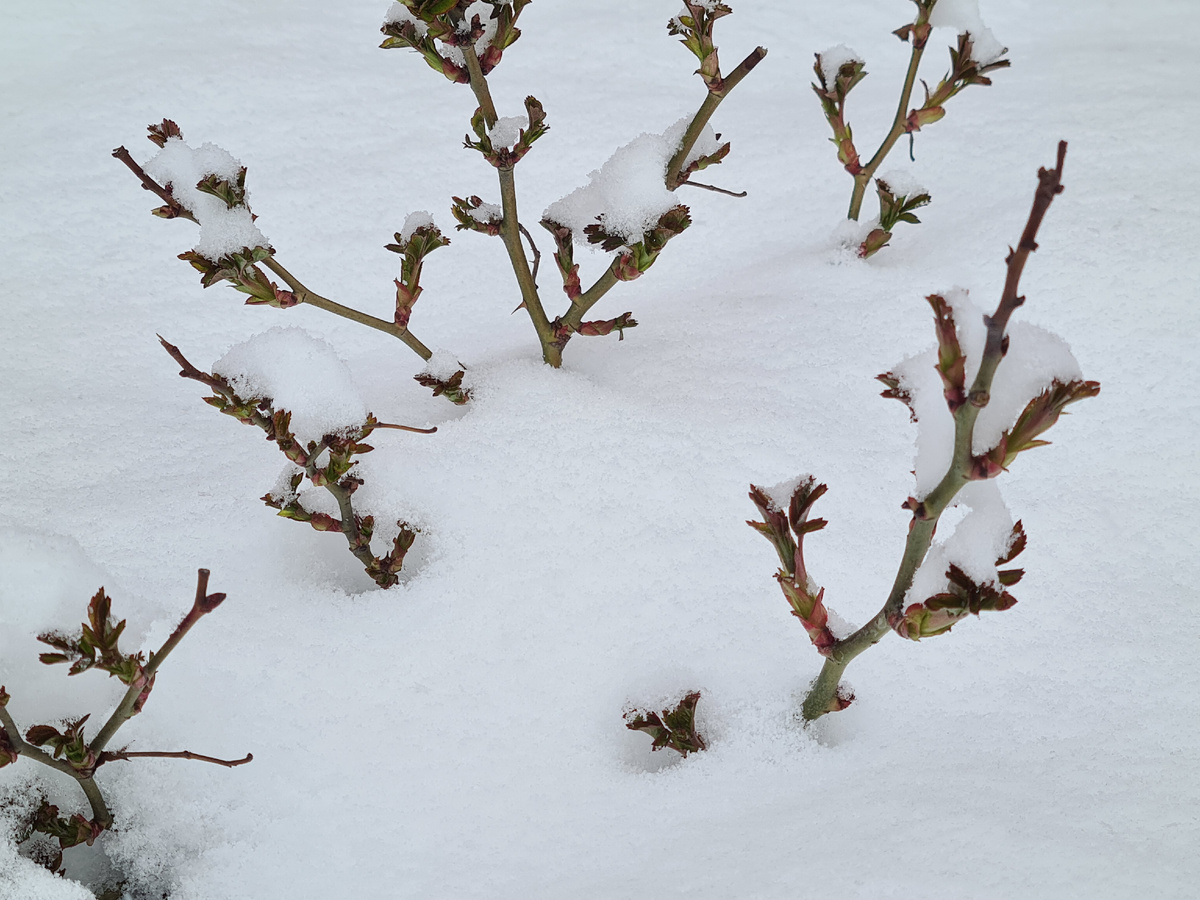 Бывает и такое или розы рано проснулись, или снег поздно выпал. Фото из личного архива.