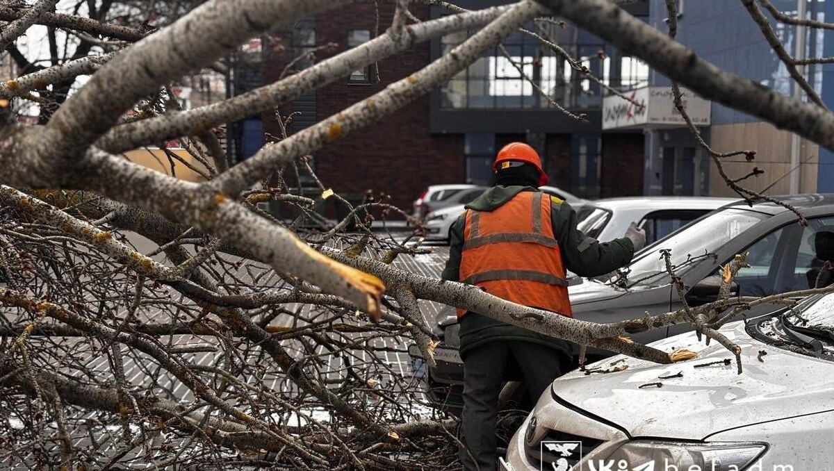     Источник: мэрия Белгорода
