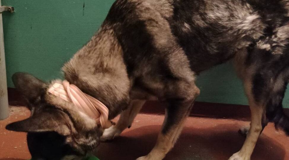 Автозаводская 10, подъезд 2