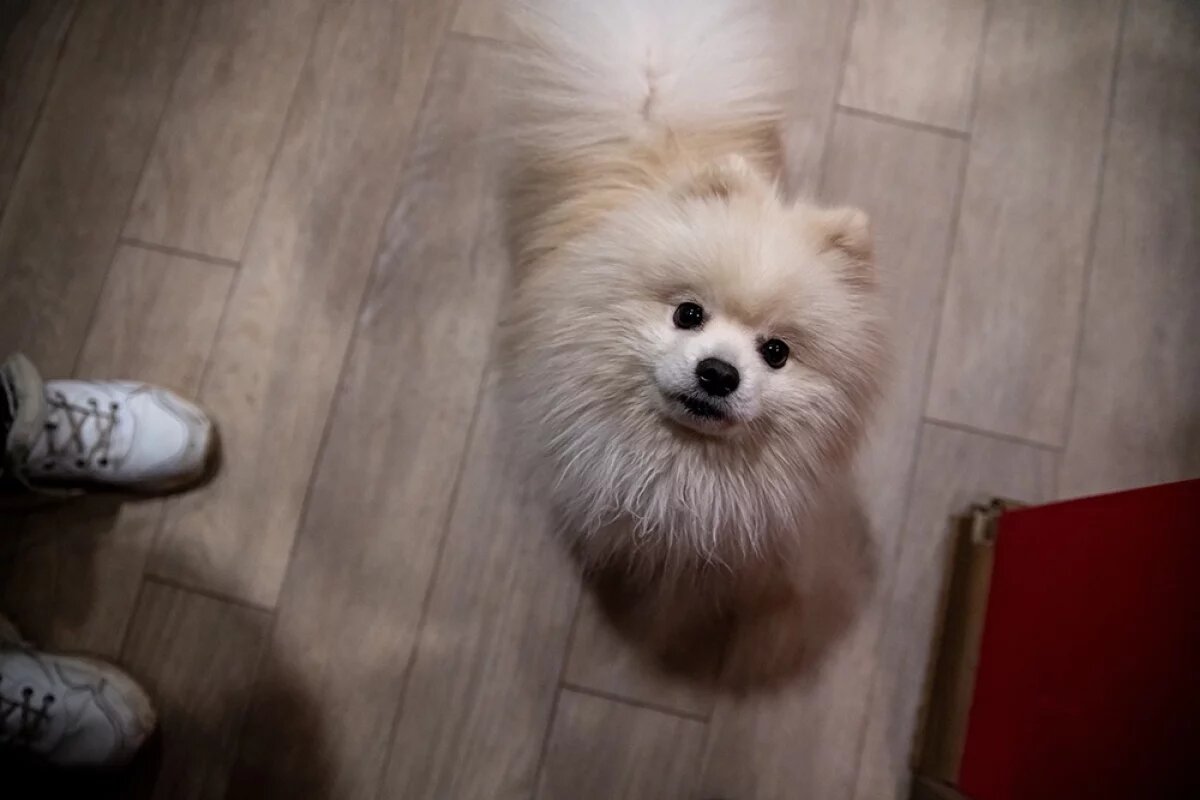    Ставрополец чуть не убил сожительницу из-за отказа возвращать шпица