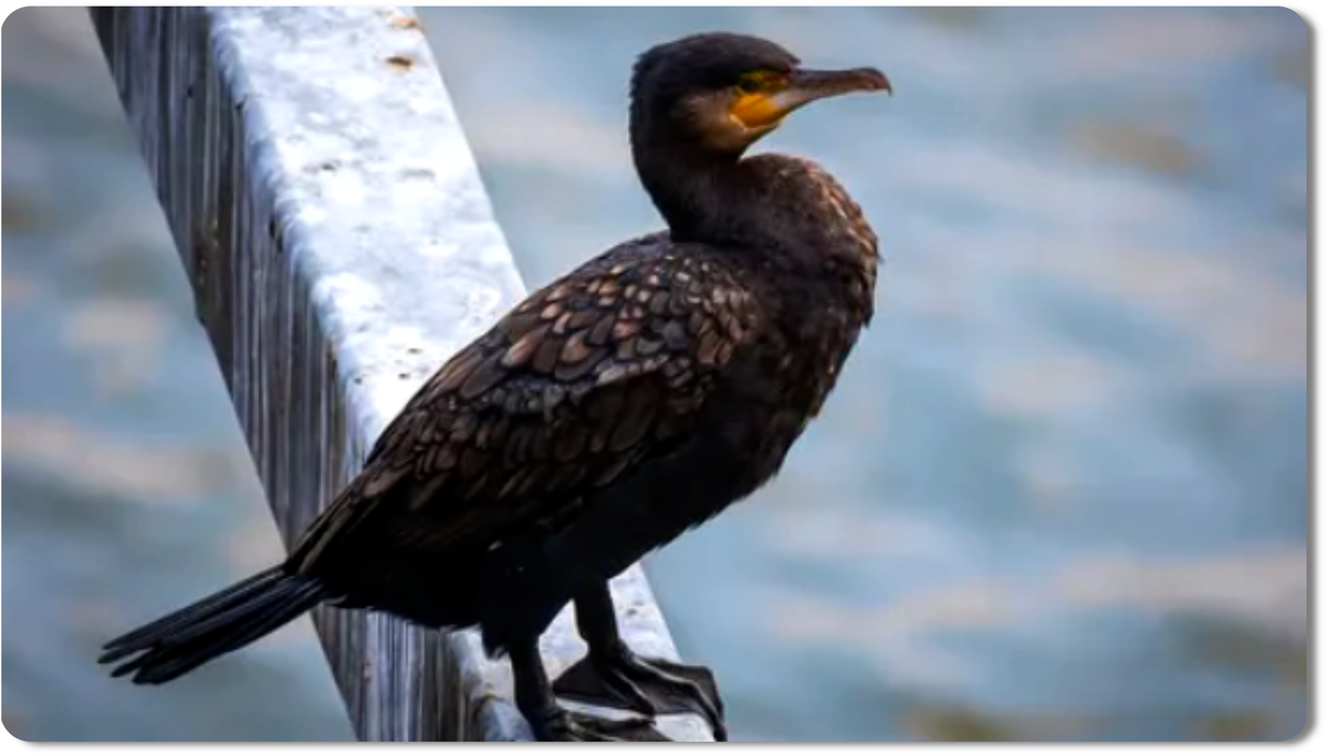 Бакланы - захватывающие морские птицы, известные своим умением нырять и адаптациями для жизни у воды
