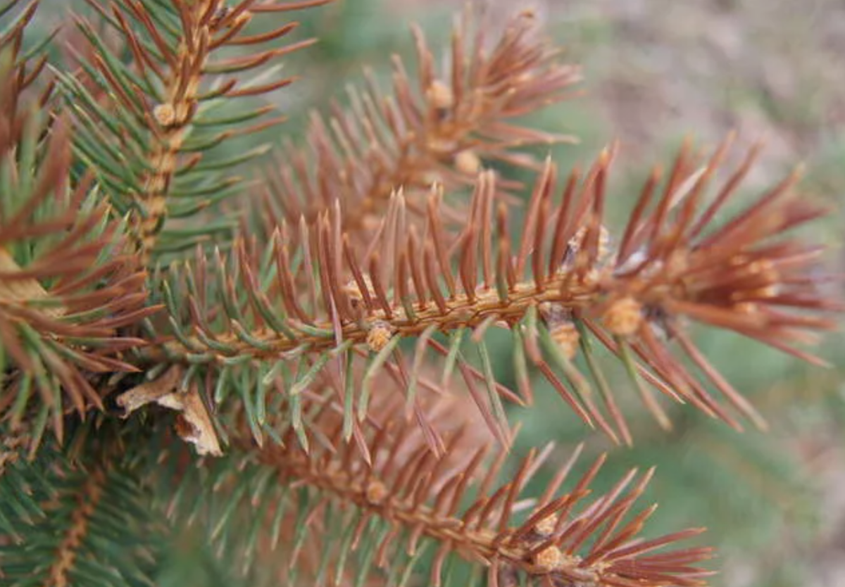 Источник фото: greeninfo.ru