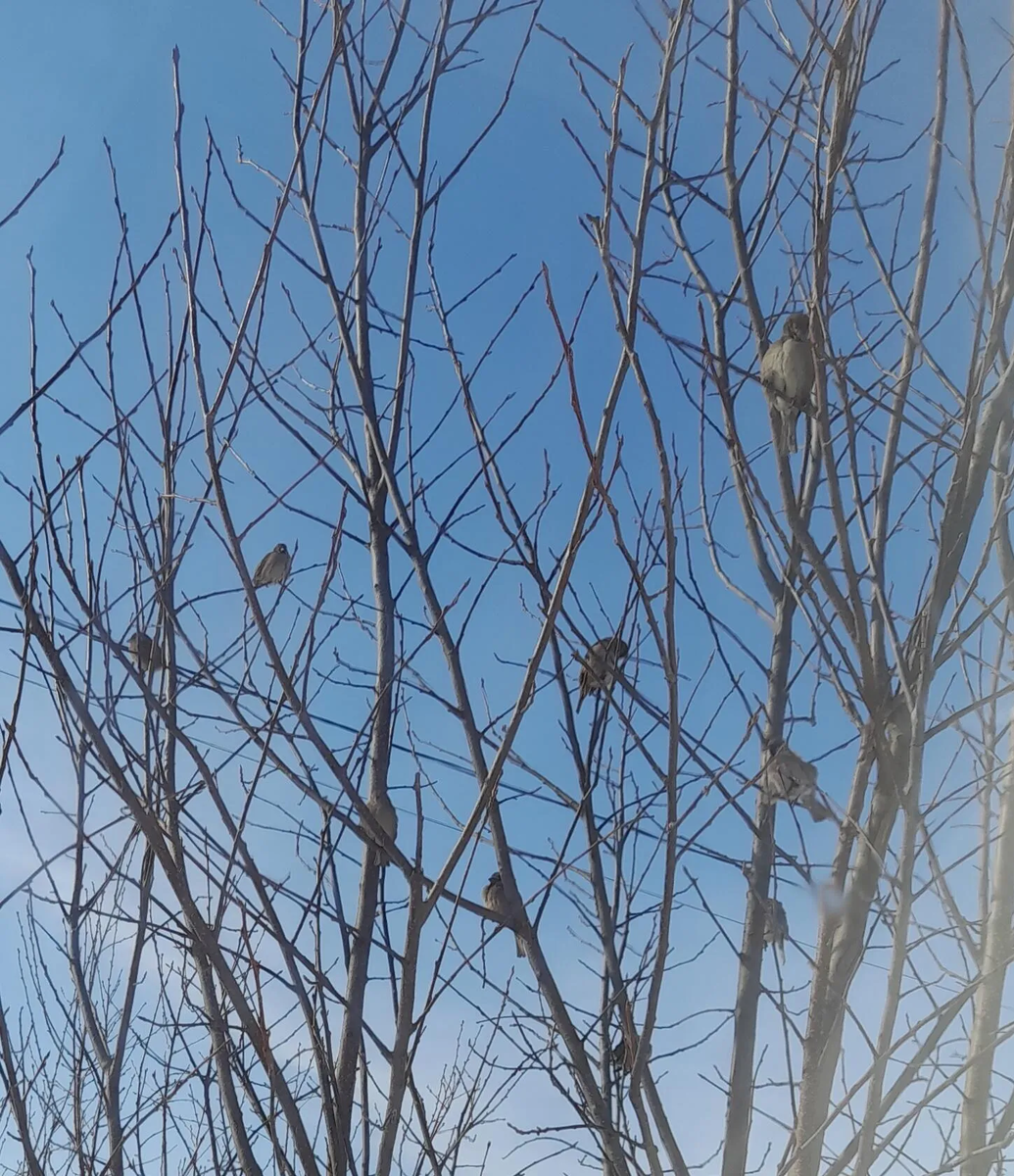 Воробьи сидят на черёмухе и смотрят мне в окно.