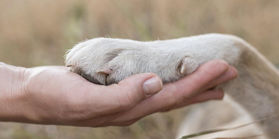 Помощь без обязательств: 7 реальных способов поддержать приюты для животных