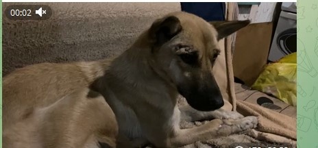 🆘🆘Критическая ситуация в приюте для 1400 собак и кошек 🆘🆘