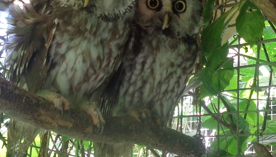 Не все, кто малого роста, птенцы!