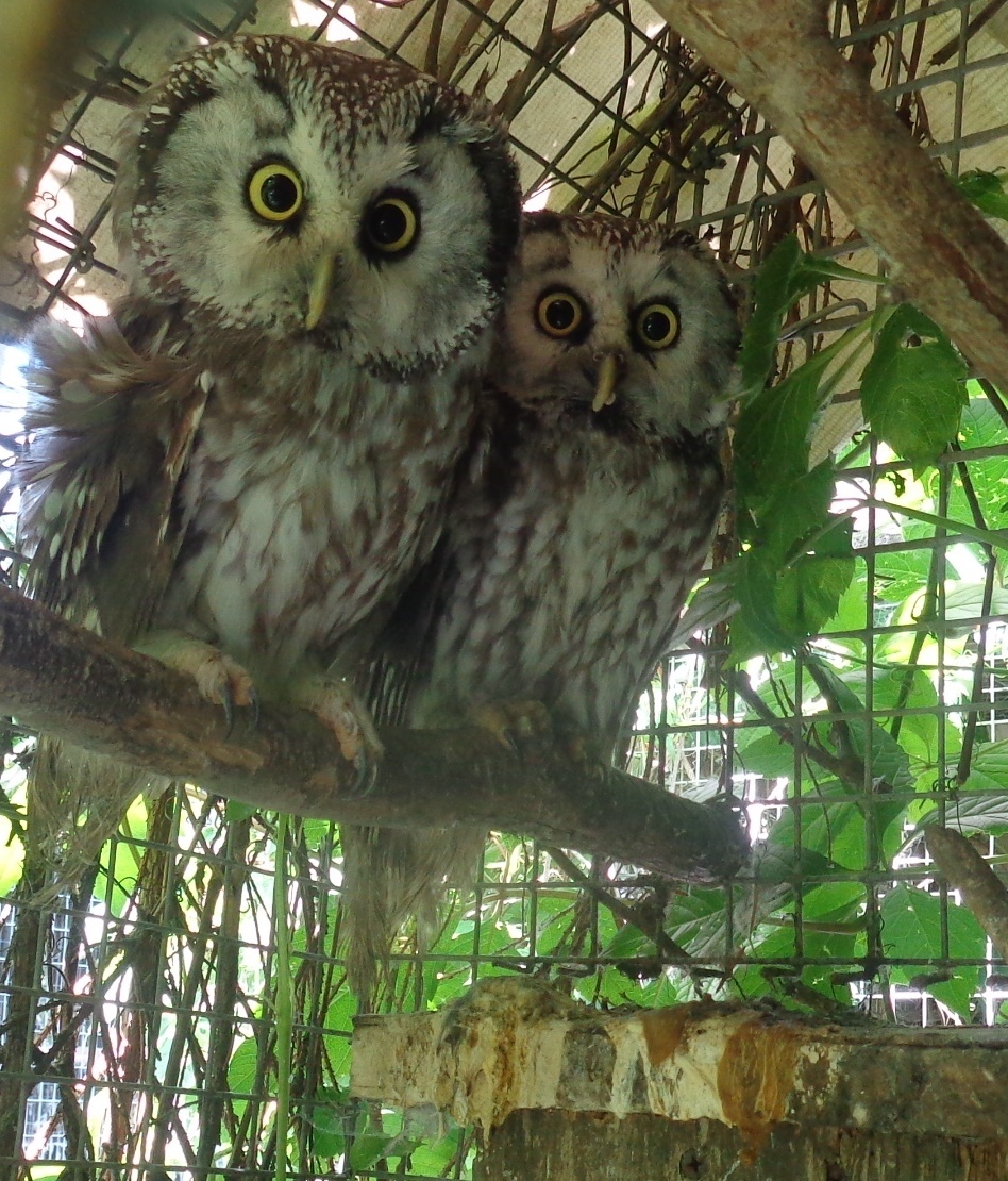 Взрослые птички. Мохноногие сычи