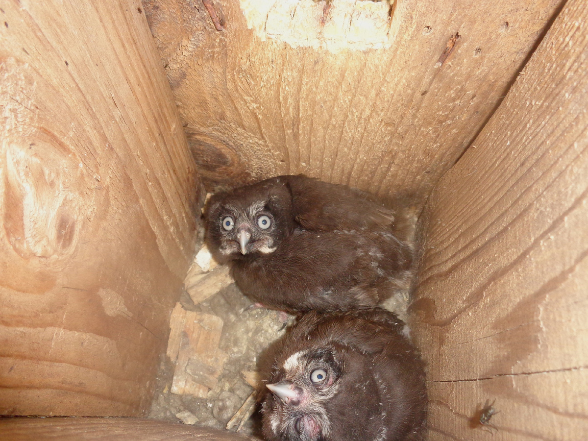 А это птенцы мохноногого сыча