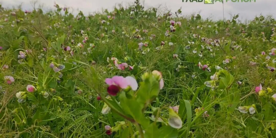На опытном участке Тамбовского НИИСХ протестированы сорта гороха и сои
