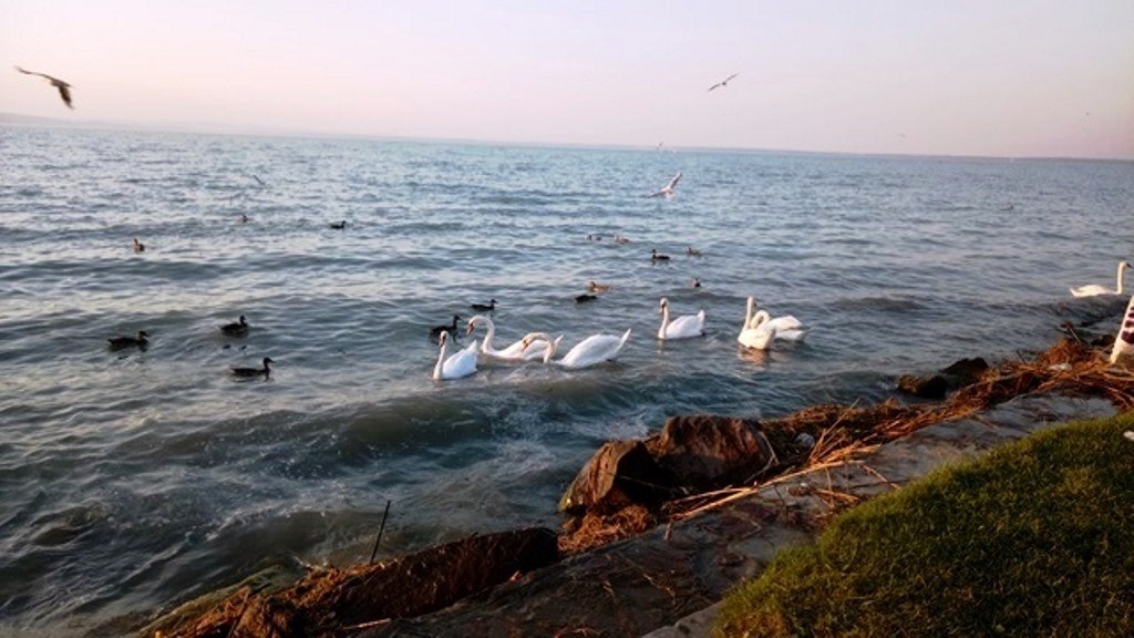 Лебеди - символ верности и любви. На озере Балатон, Венгрия. Снимок Татьяны Федотовой.