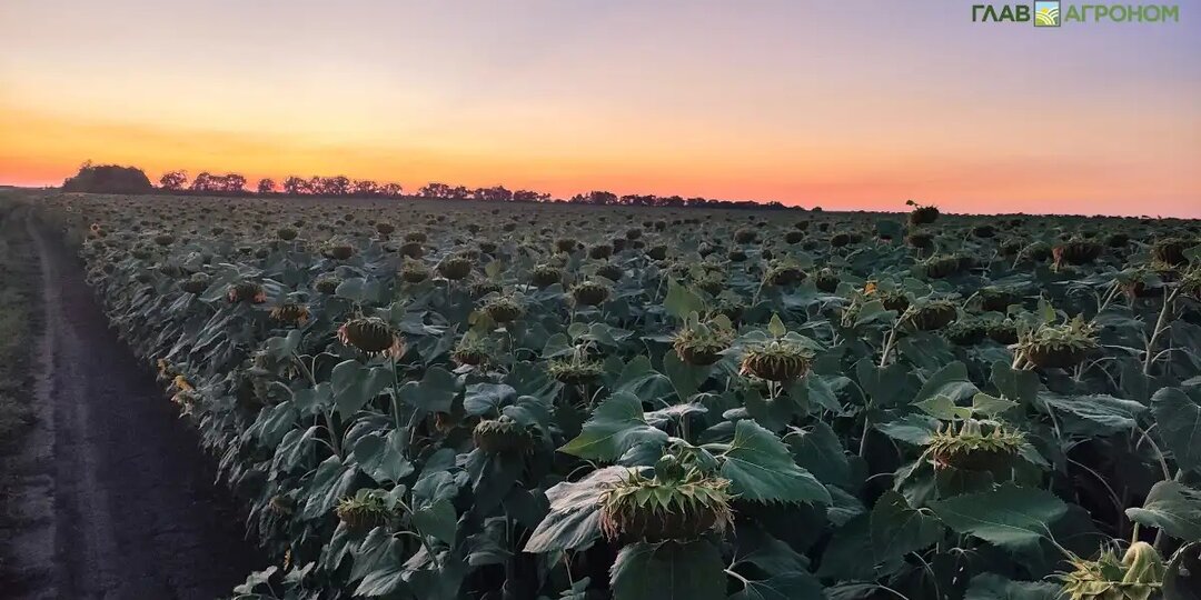 Аграрии юга России планируют вызывать искусственные дожди для спасения урожая