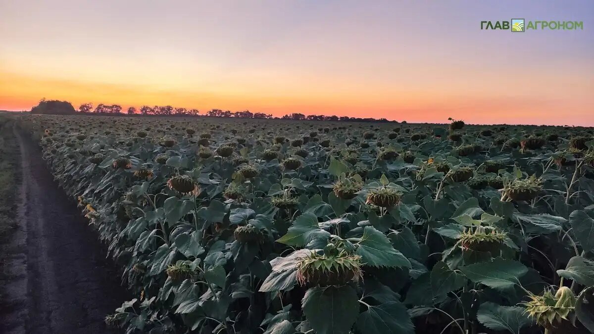 Фото:© Артем Борисов / Glavagronom.ru
Аграрии юга РФ рассчитывают на искусственный дождь