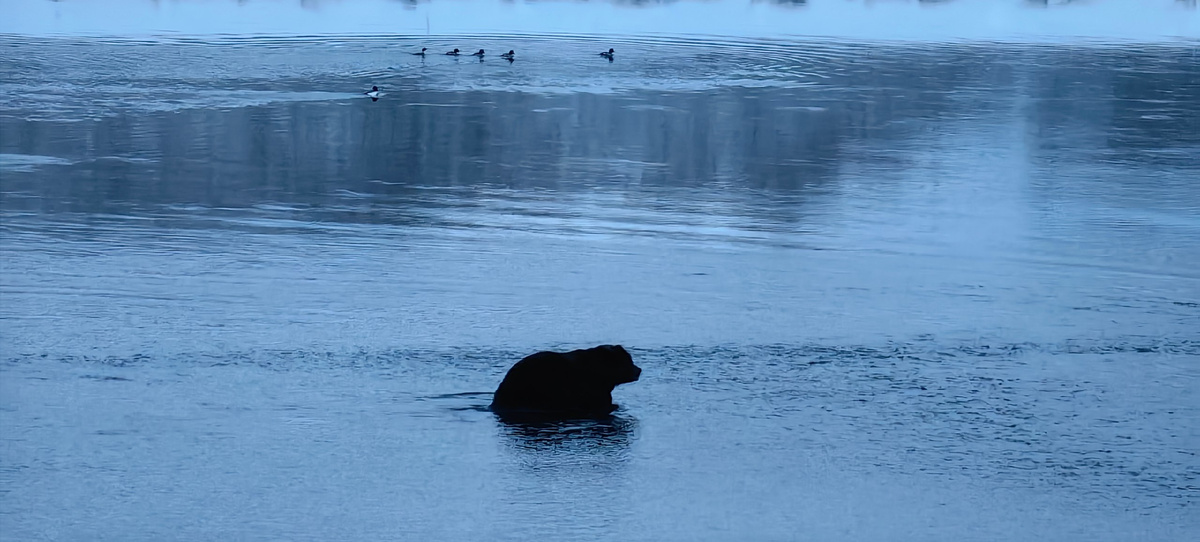 Фото Евгений Денгес / Кроноцкий заповедник
