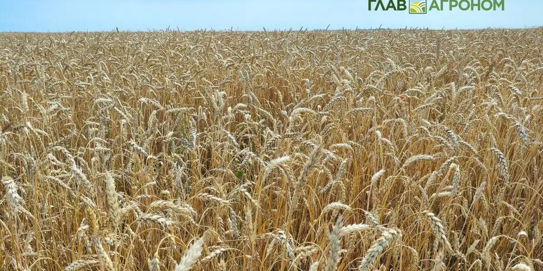 Наши селекционные компании могут превратиться в миллиардные стартапы – мнение