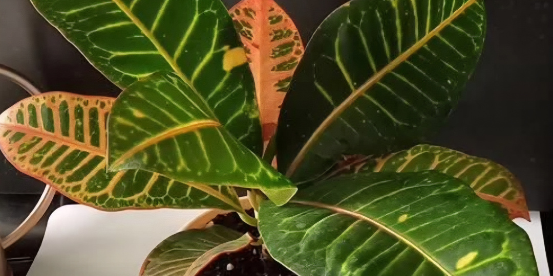 Кротон (Кодиеум) — Огненное дерево в вашем доме: Полный гид по уходу